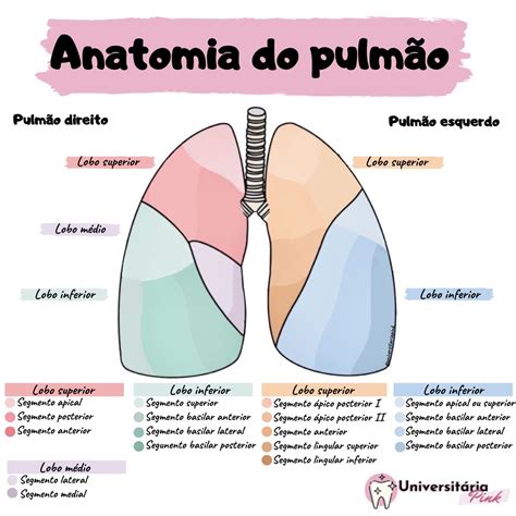 pulmão anatomia